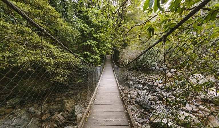 Boardwalk, Minnamurra Rainforest. Photo: D Finnegan/OEH