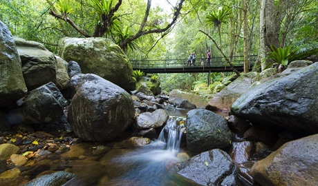 Family on boardwalk, Minnamurra Rainforest. Photo: D Finnegan/OEH