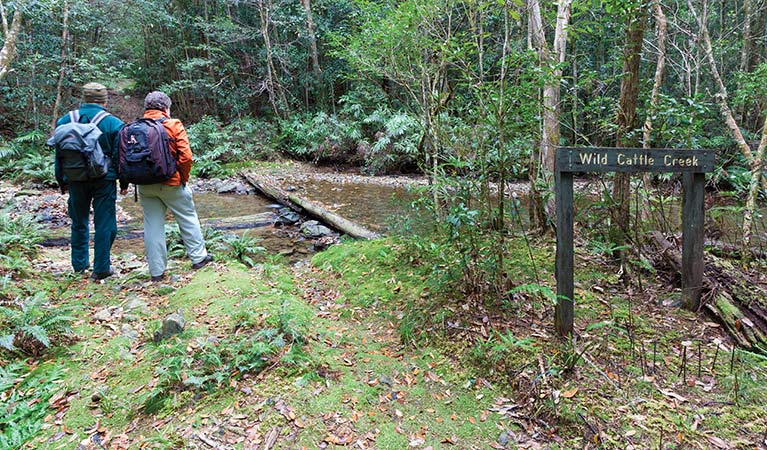 Slingsbys trail, Dorrigo National Park. Photo: Rob Cleary/Seen Australia