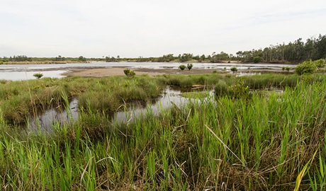 Towra Beach, Towra Point Nature Reserve. Photo: John Spencer