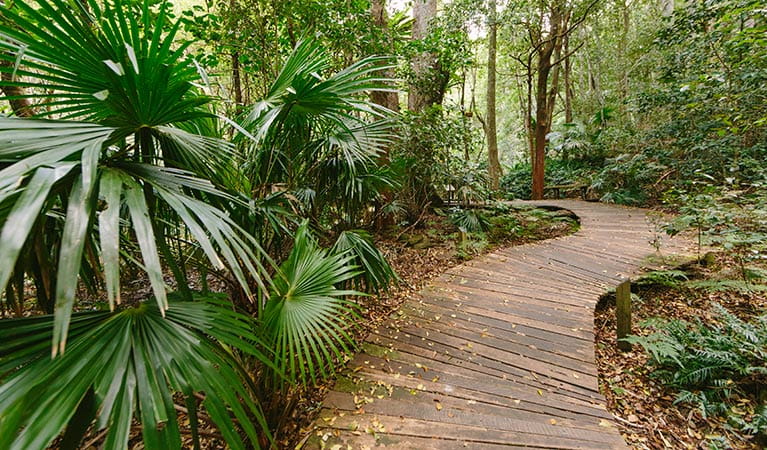 Rainforest loop walk, Budderoo National Park. Photo: David Finnegan