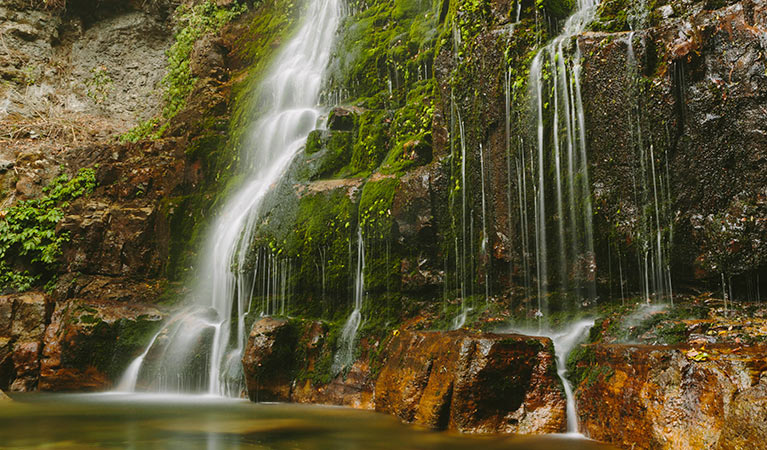 Minnamurra Rainforest, Budderoo National Park. Photo: David Finnegan