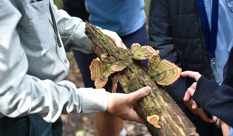 An NPWS guide showing students fungi at Copeland Tops State Conservation Area on an Exploring the rainforest excursion. Photo: Adam Hollingworth &copy; DPIE