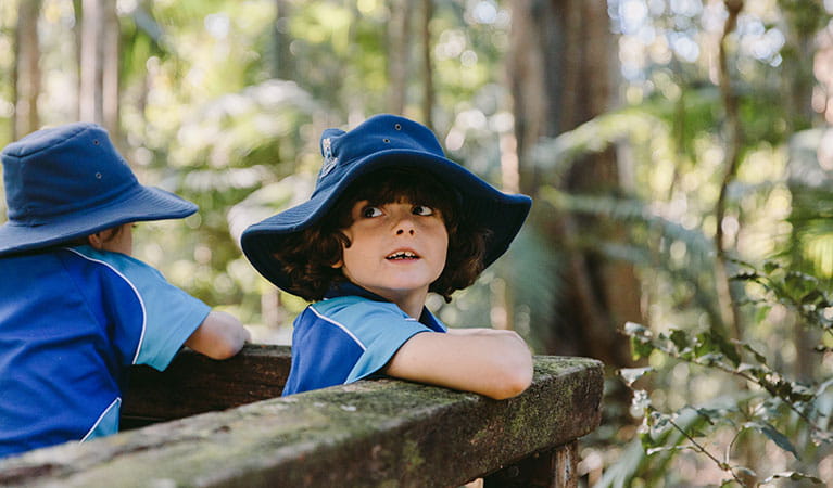 A student at a lookout surrounded by rainforest on an school excursion. Photo: Remy Brand &copy; DPIE
