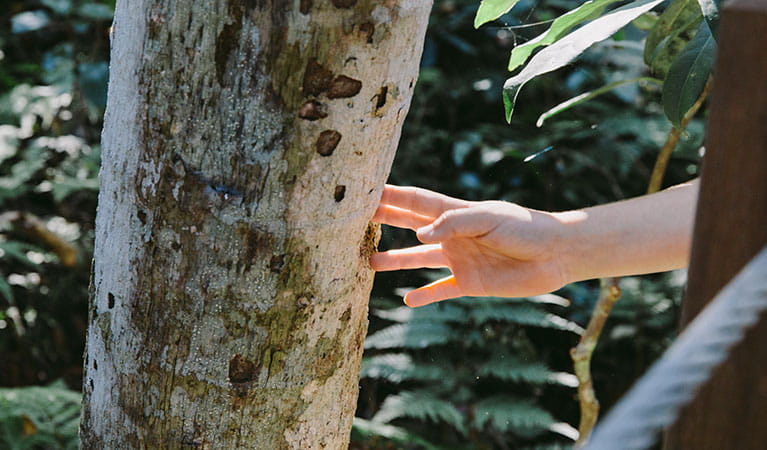 A student touching a tree on a school excursion in Copeland Tops State Conservation Area. Photo: Remy Brand &copy; DPIE