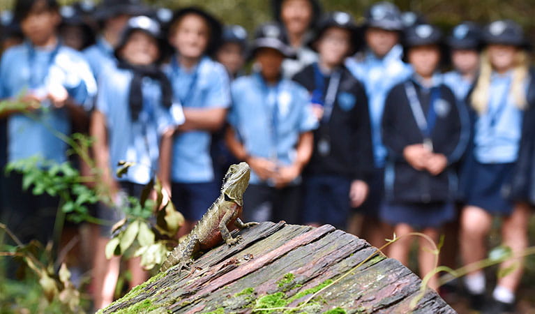 A water dragon in front of a group of students on a school excursion to Copeland Tops State Conservation Area. Photo: Adam Hollingworth &copy; DPIE