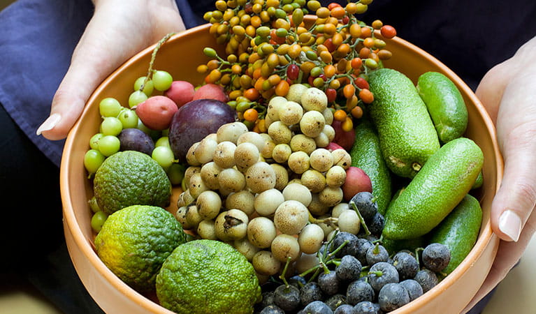 Rainforest seeds and fruits. Photo: The Royal Botanic Gardens and Domain Trust/Simone Cottrell