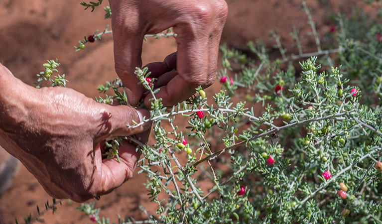 Bush food, Mungo National Park. Photo: John Spencer