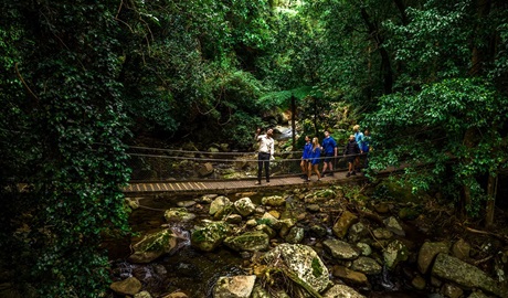 A guide leads a group of students on a walk through Minnamurra Rainforest, identifying some of the plants and animals that live there. Credit: Remy Brand &copy; DCCEEW