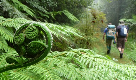 People on the New England Wilderness Walk, New England National Park. Photo: Barbara Webster