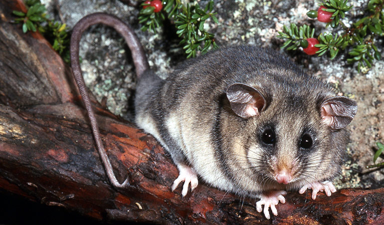 Mountain pygmy possum (Burramys parvus) threatened species, Kosciuszko National Park. Photo: L Broome/OEH