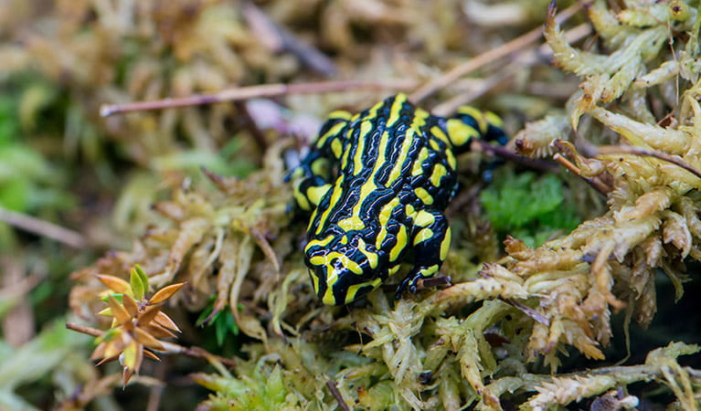 Southern corroboree frog, (Pseudophryne corroboree), Kosciuszko National Park. Photo: John Spencer