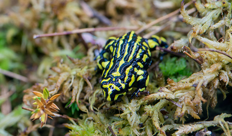 Southern corroboree frog, (Pseudophryne corroboree), Kosciuszko National Park. Photo: John Spencer