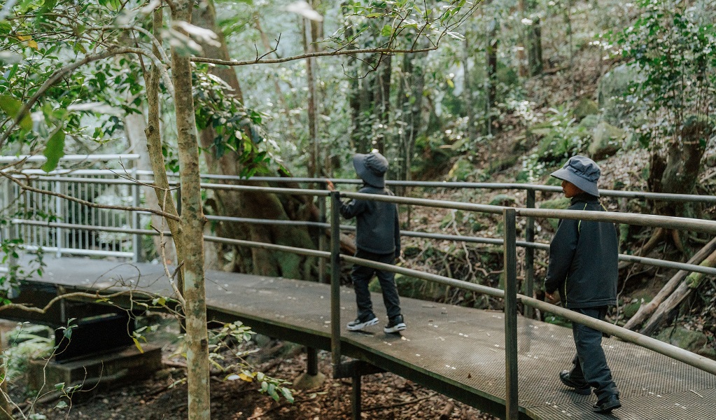 Students walk along a footbridge in Minnamurra Rainforest, Budderoo National Park. Photo: Remy Brand/DCCEEW &copy; DPE