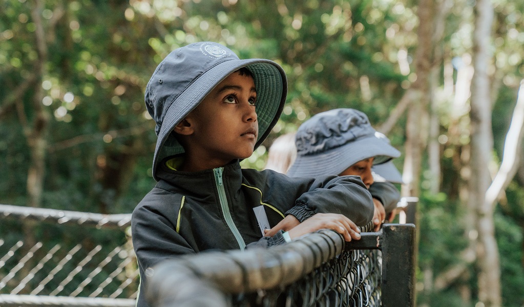 Students looking up into the rainforest, Minnamurra Rainforest, Budderoo National Park. Photo: Remy Brand/DCCEEW &copy; DPE