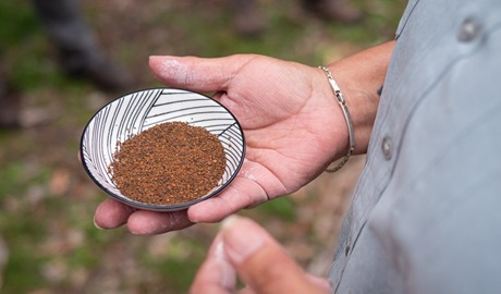 Person holding a small bowl of wattleseeds. Photo: Jessica Bray &copy; DPIE