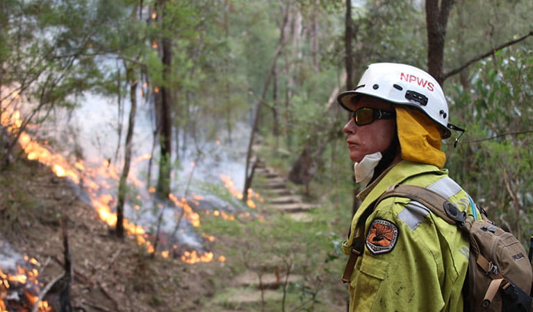 Staff from Metro South West and Blue Mountains regions undertaking the Pisgah Ridge hazard reduction burn near Glenbrook in the Blue Mountains National Park. Photo: David Croft &copy; David Croft/DPIE