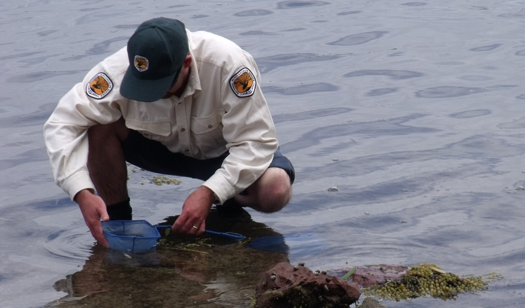 NPWS guide dip-netting in shallow water, Merimbula. Photo: Barbara Allgaier &copy; DPE