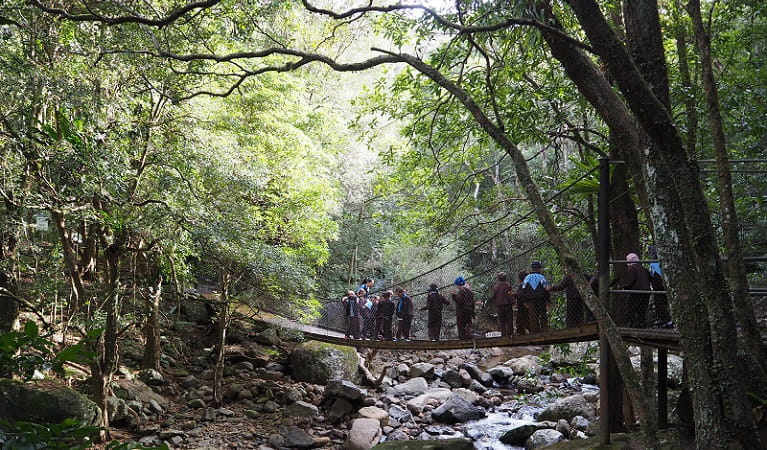 Students cross a suspension bridge in Minnamurra Rainforest, Budderoo National Park. Photo: Meagan Vella/OEH 