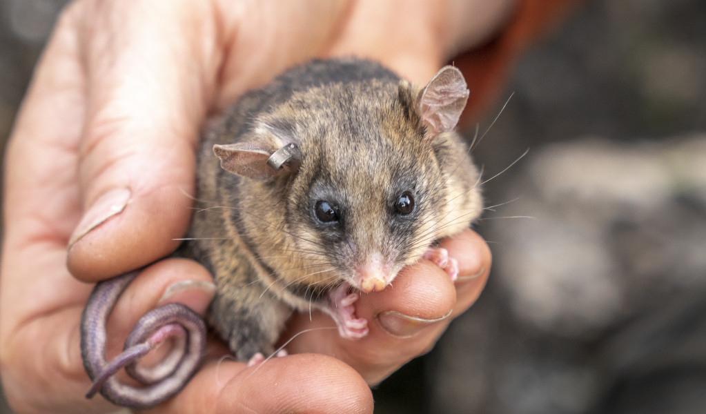 Mountain Pygmy Possum in hand. Photo: John Spencer &copy; DCCEEW