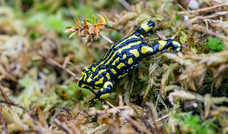Corroboree Frog (Pseudophryne corroboree), Kosciuszko National Park. Photo: John Spencer