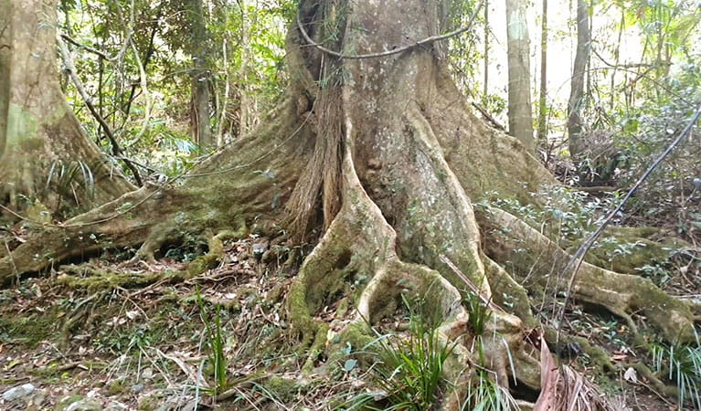 The buttress roots of a blue quandong tree at Woolgoolga Creek in Sherwood Nature Reserve. Photo: Andrew Turbill &copy; DPIE