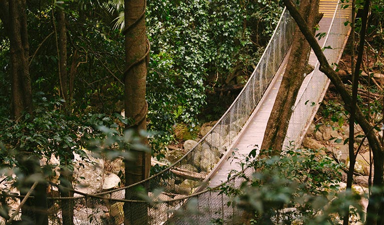 The Falls walk, Minnamurra Rainforest, Budderoo National Park. Photo: David Finnegan