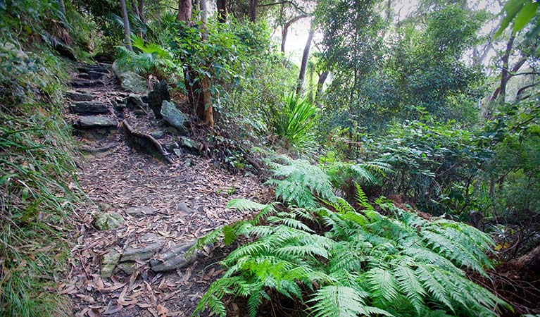 Palm Jungle loop, Royal National Park. Photo: Nick Cubbin
