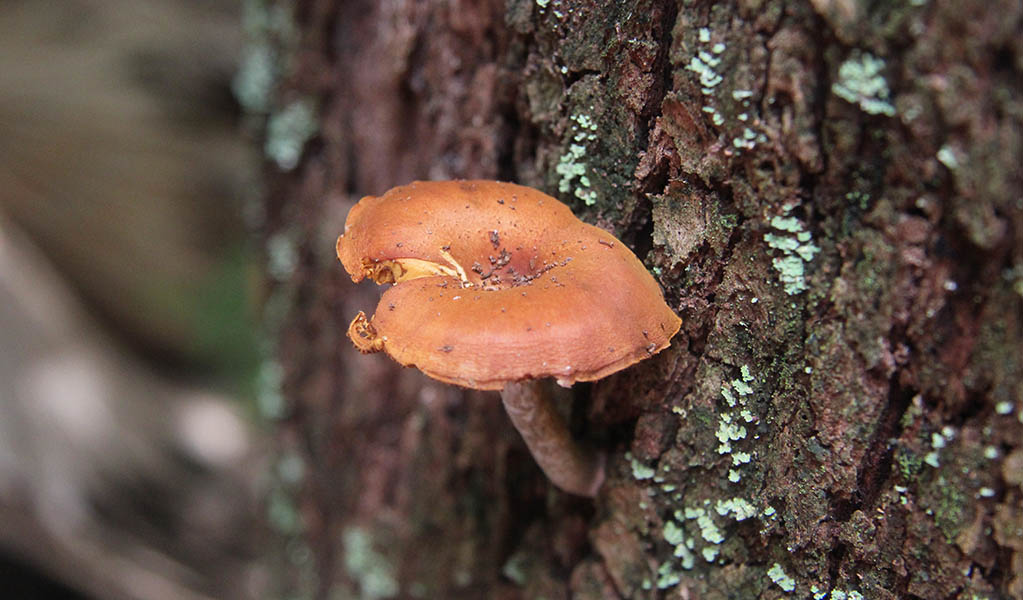 Fungi on the Forest Path walking track in Royal National Park. Photo: Natasha Webb &copy; DPE