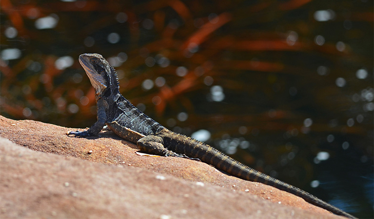 Eastern waterdragon (Intellagama lesueurii), Royal National Park. Photo: Gary Dunnett/OEH