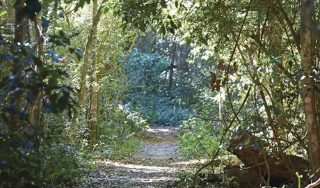 Photo of a path through the rainforest, Iluka Nature Reserve. Photo: Nick Cubbin/OEH