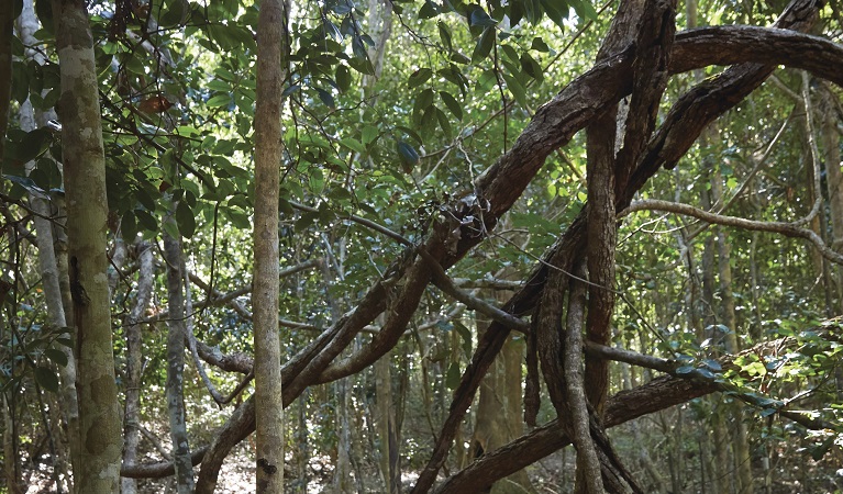 Photo of a strangler fig, Iluka Rainforest Walk, Iluka Nature Reserve. Photo: Nick Cubbin/OEH