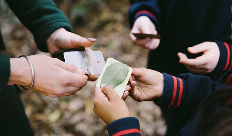 Students and a teacher comparing things found in the rainforest on a Sensing the rainforest school excursion in Dorrigo National Park. Photo: Remy Brand &copy; DPIE