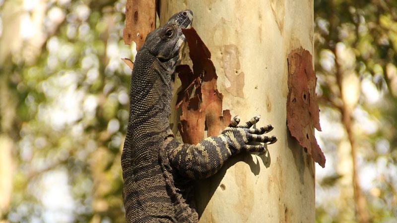 A lace monitor along Heritage walking track in Blue Gum Hills Regional Park. Photo: John Yurasek © DPIE