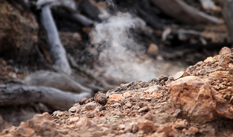 Burning Mountain Nature Reserve. Photo: Brent Mail