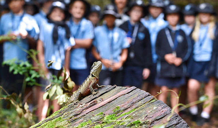 A lizard perched on a log with a group of students in the background on a school excursion in Copeland Tops State Conservation Area. Photo: Adam Hollingworth &copy; DPIE 