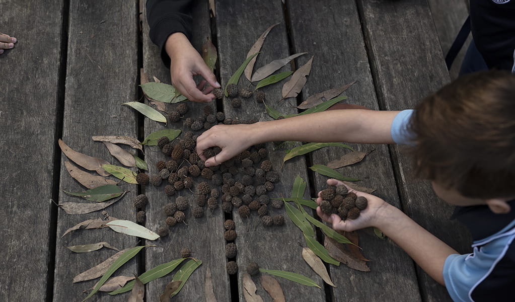 Children sorting seed pods and leaves on a school excursion. Photo: Elana Clark &copy; DPE 