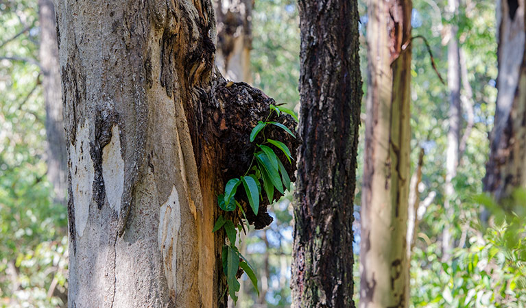 Burwood trail, Glenrock State Conservation Area. Photo: John Spencer