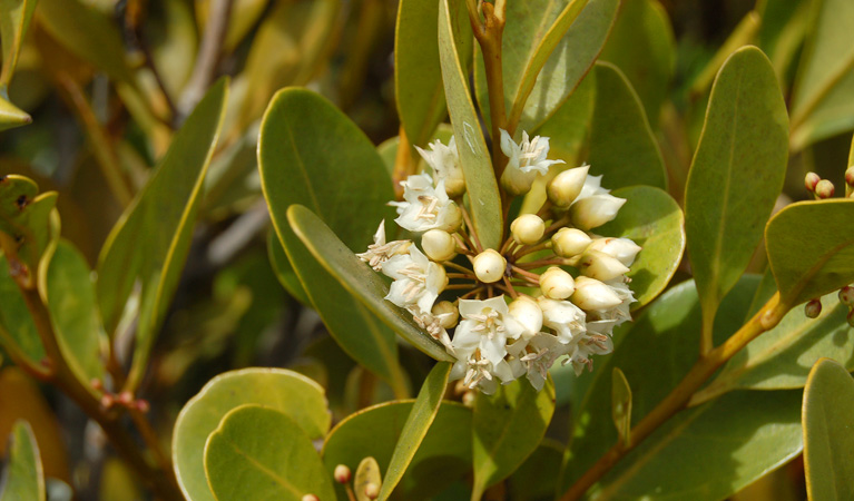 Stockton sandspit, Hunter Wetlands National Park. Photo: Susan Davis &copy; DPIE