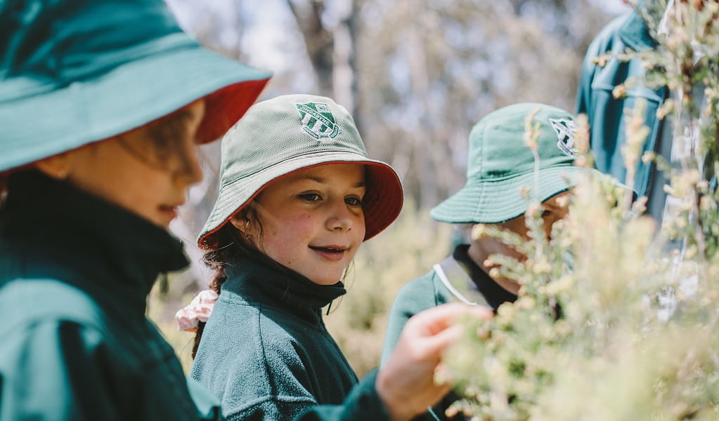 Primary students on an excursion looking closely at a shrub. Photo: Remy Brand &copy; the photographer