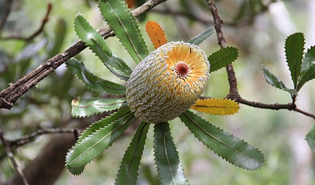 Old Man Banksia (Banksia serrata), Morton National Park. Photo: John Yurasek