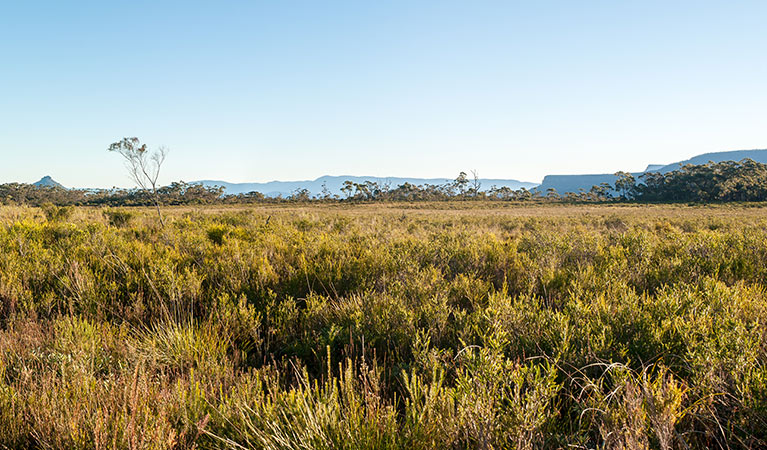 Little Forest, Morton National Park. Photo: Michael Van Ewijk