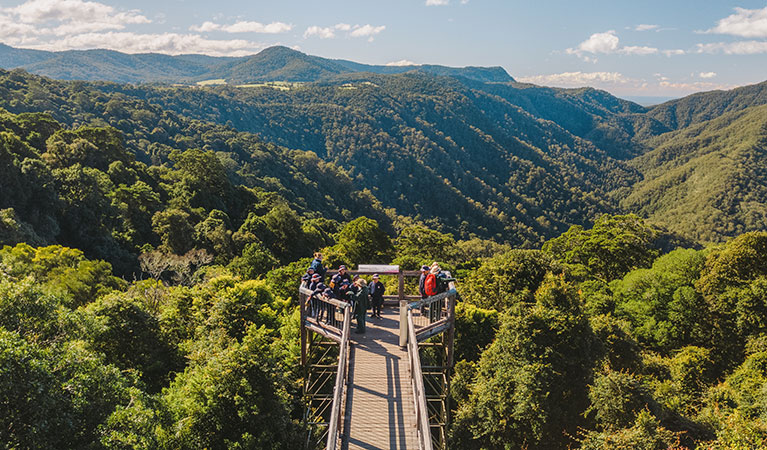 Students and teachers looking out over the rainforest at Skywalk lookout in Dorrigo National Park. Photo: Remy Brand &copy; DPIE