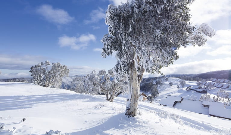 Snow covered landscape and snow gums in Kosciuszko National Park. Photo: Murray Vanderveer/OEH