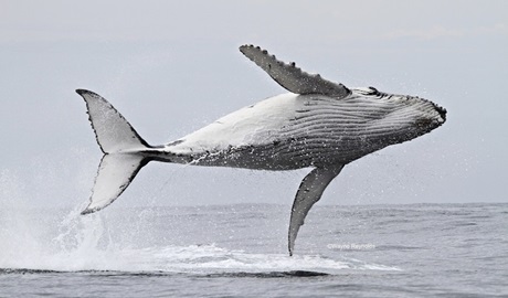 Humpback whale breaching. Photo: Wayne Reynolds/OEH 