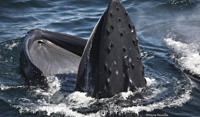 Humpback whale, covered with knobs with open mouth. Photo: Wayne Reynolds/OEH