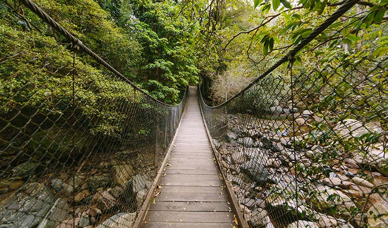 Foot bridge in Minnamurra Rainforest, Budderoo National Park. Photo: David Finnegan