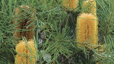 Native banksia flower, Lane Cove National Park. Photo: Michael van Ewijk