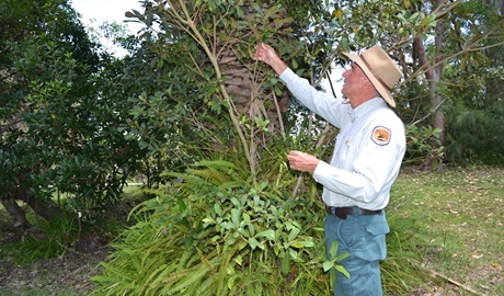 A guide teaching students about the features of plants on a NSW National Parks WildThings excursion. Photo: Julie Brown/OEH