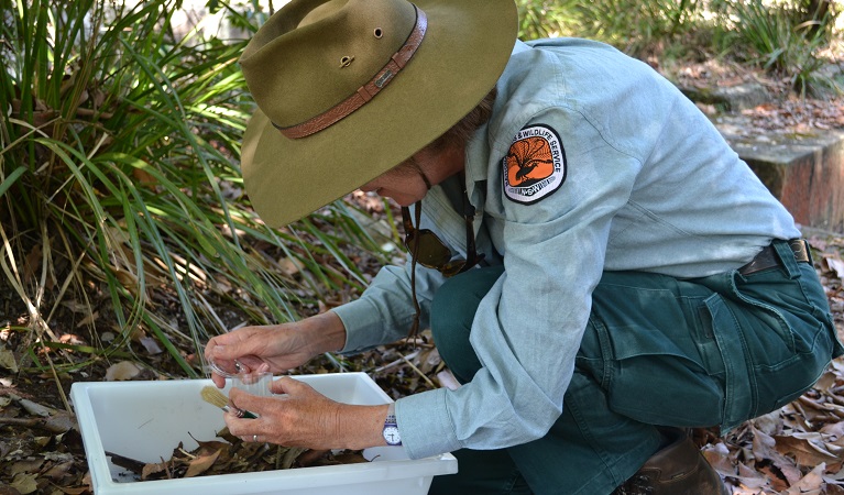 A ranger investigating the natural environment on a WildTracker school excursion. Photo: Julie Brown/OEH